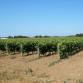 Les vignes
