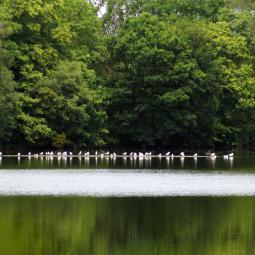 Étang de Rosporden