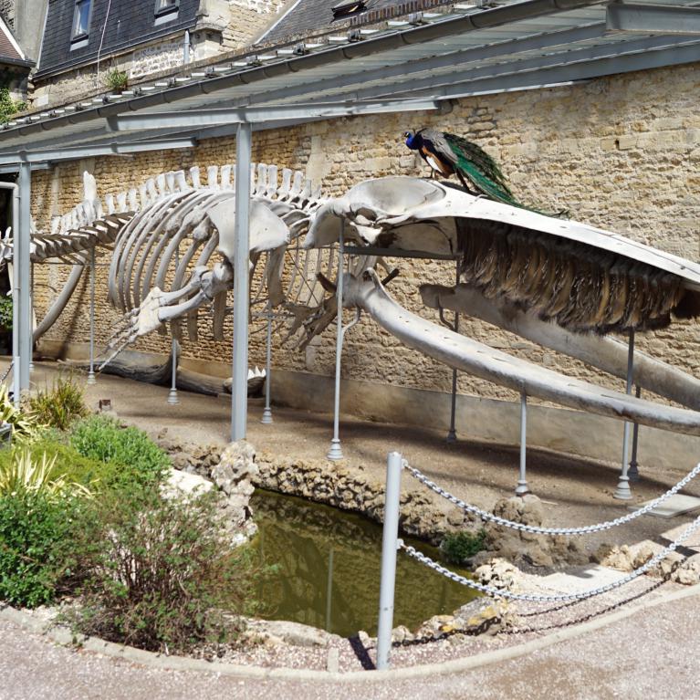 Squelette de baleine