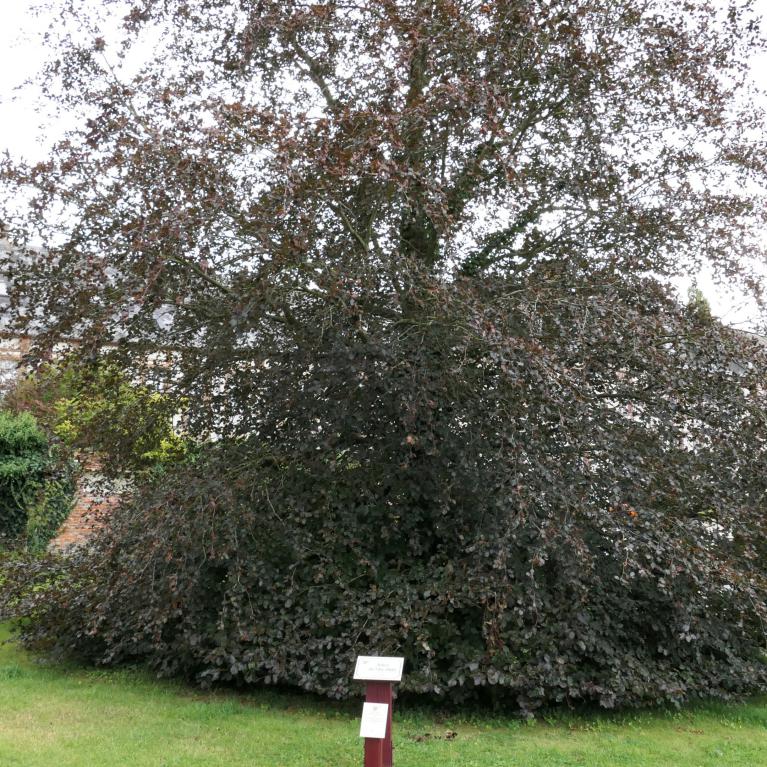 Arbre de l'An 2000